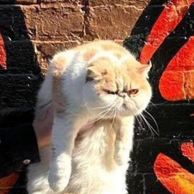 Profile photo of Jidn, Solana on-chain trader (wallet 3h65…axoE)