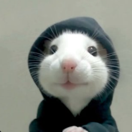 Profile photo of Fizzwick Bramblewhistle, Solana on-chain trader (wallet 3pcm…6oS1)