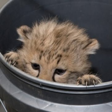 Profile photo of Ȋ̷̤̠͕͌͆l̴̳̺̦̽̋ẙ̵̺͆, Solana on-chain trader (wallet 5XVK…Niid)