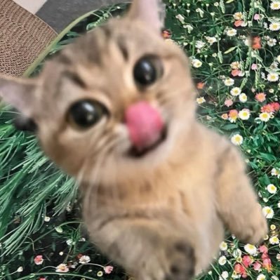 Profile photo of fawi, Solana on-chain trader (wallet 6NGN…zUWa)