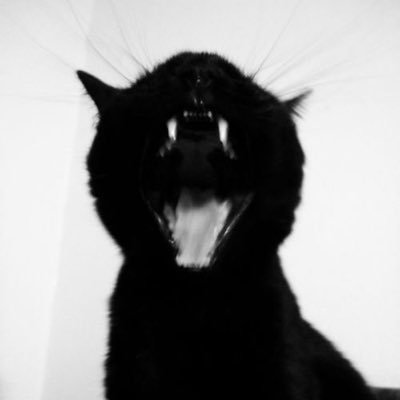 Profile photo of rayan, Solana on-chain trader (wallet BNah…pdWf)