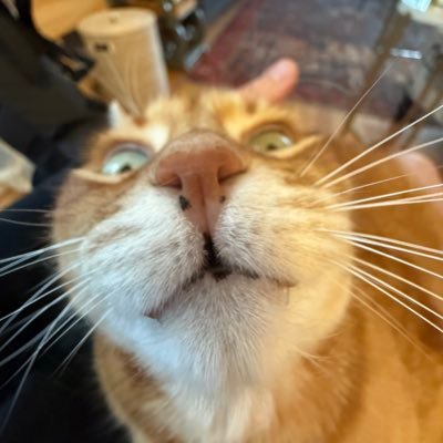 Profile photo of juicyfruity, Solana on-chain trader (wallet Cv4J…aJSz)