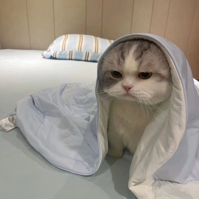 Profile photo of Cented, Solana on-chain trader (wallet CyaE…a54o)