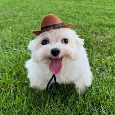 Profile photo of mercy, Solana on-chain trader (wallet F5jW…MYjt)