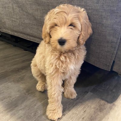 Profile photo of Giann, Solana on-chain trader (wallet GNrm…sHEC)